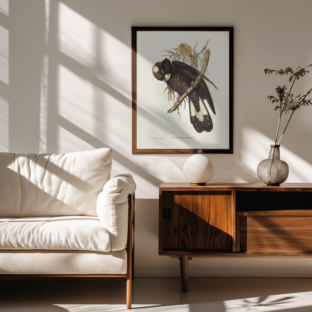 Baudin's Cockatoo Poster